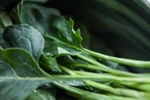 Bushel of spinach leaves and stems